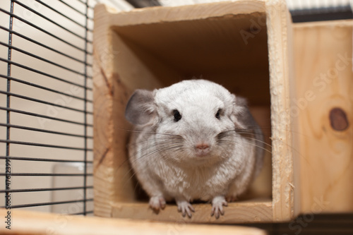 Cute Chinchilla Playing in the Cage