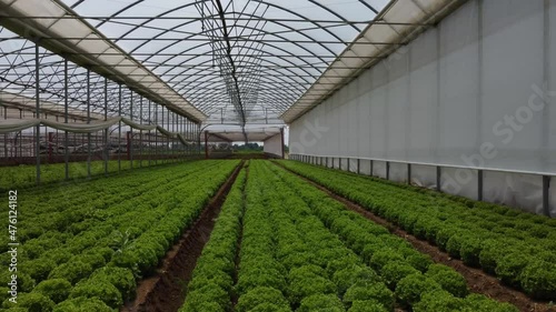 Industrial agriculture, drone video inside a green house