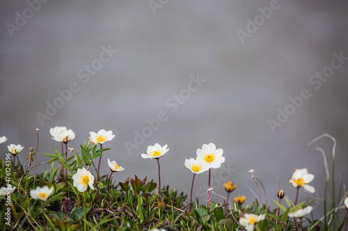 Fototapeta Naklejka Na Ścianę i Meble -  Mountain Avens (Dryas octopetala) on the tundra above the glacial water of the Jago River in the Arctic National Wildlife Refuge, Alaska.