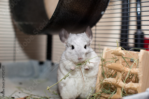 Cute Chinchilla Playing in the Cage