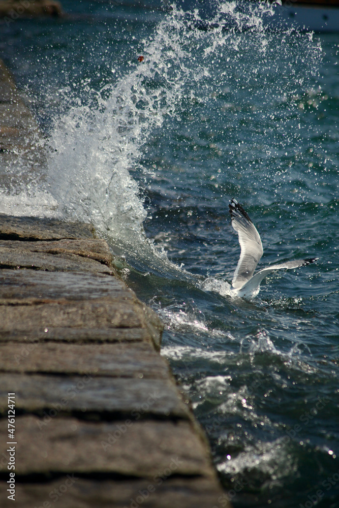 Obraz premium seagull on the pier