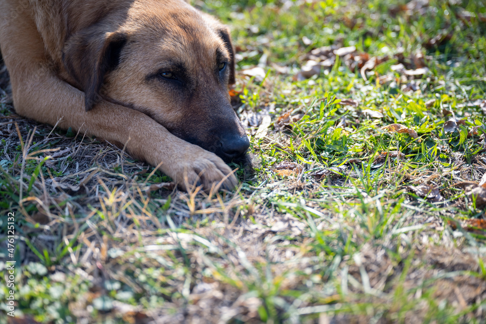 A sad looking dog lying in the grass. A golden dog posing for a photo. Portrait of a dog. A sad looking dog lying in the grass. A golden dog posing for a photo. Portrait of a dog.