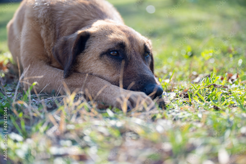 A sad looking dog lying in the grass. A golden dog posing for a photo. Portrait of a dog. A sad looking dog lying in the grass. A golden dog posing for a photo. Portrait of a dog.