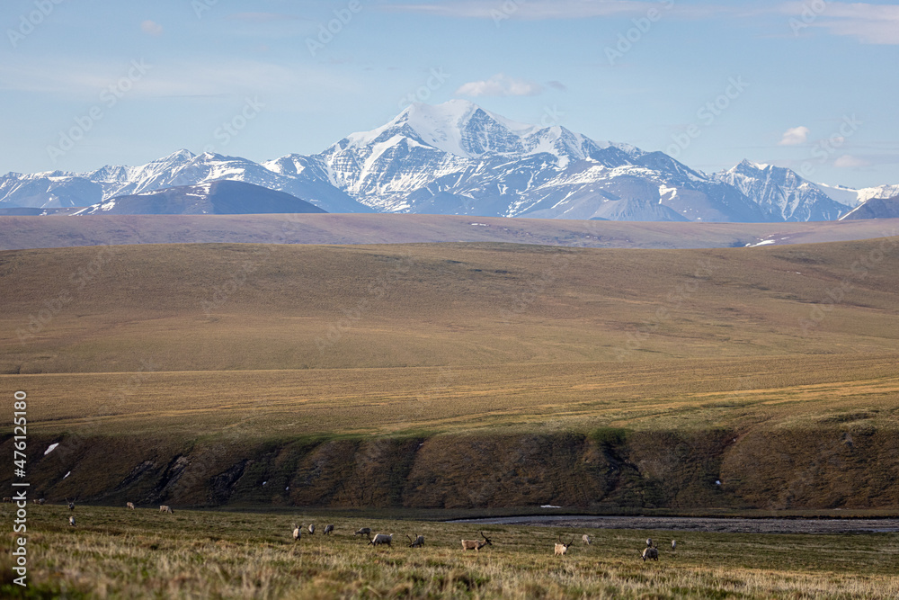 Fototapeta premium A herd of caribou (Rangifer tarandus) on the coastal plain of the Arctic National Wildlife Refuge with Mt. Michelson in the background, Alaska. 
