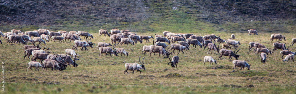 A herd of caribou (Rangifer tarandus) migrates across the tundra of the arctic coastal plain in the Arctic National Wildlife Refuge, Alaska. 
