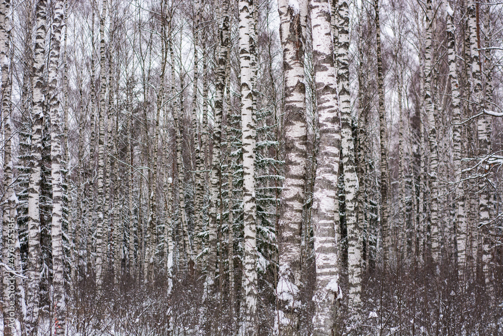 Fototapeta premium Deep white snow in the wild forest