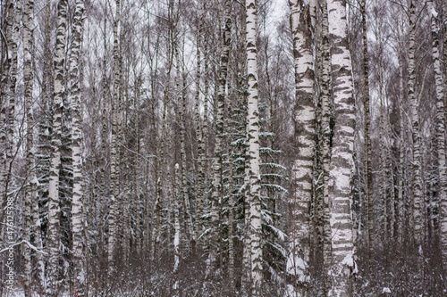 Deep white snow in the wild forest