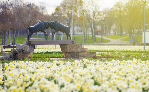 Druskininkai, Lithuania - April 28, 2021: Narcissus flower celebration day in resort town Druskininkai, Lithuania