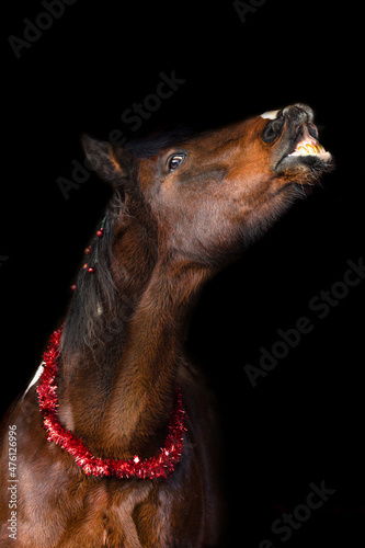 Portrait of a horse in a festive christmas setting in front of a black background