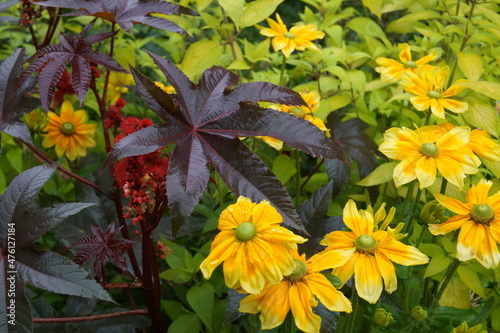 A variety of flowers at a local garden