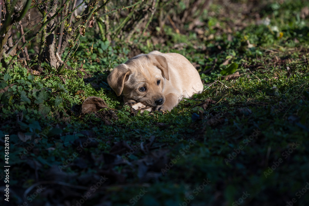 A young puppy eating its lunch. The puppy lying on the grass finishing its meal.