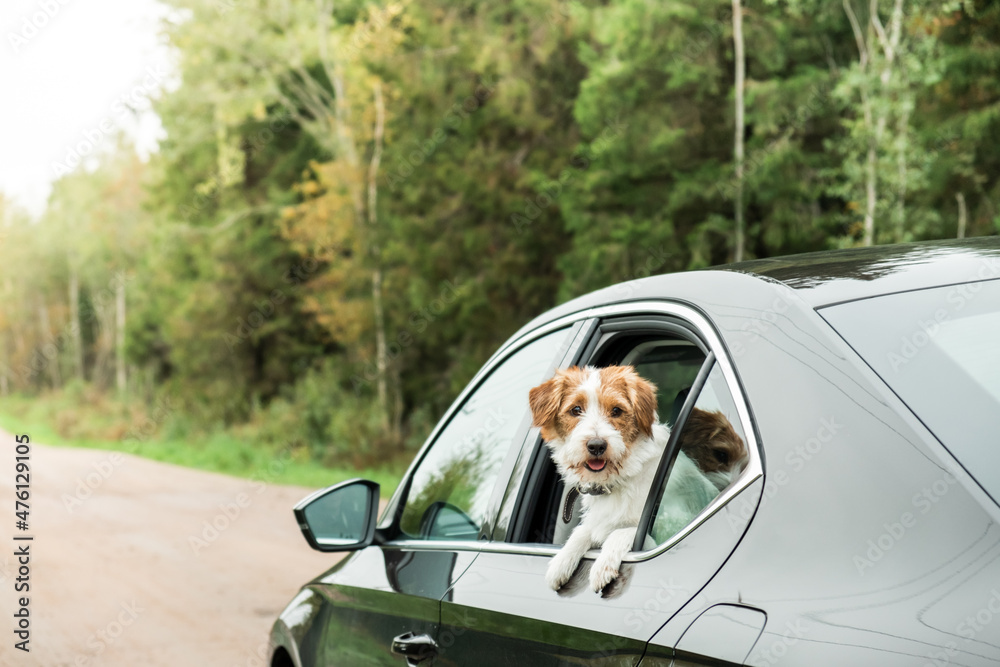 Dog travel by car. Jack Russell Terrier enjoying road trip. Pets travel concept.