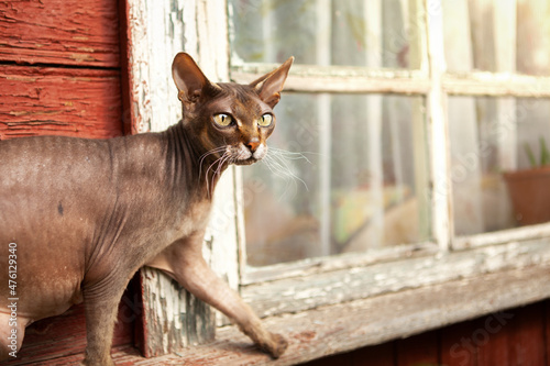 A very beautiful and fragile Sphynx cat.