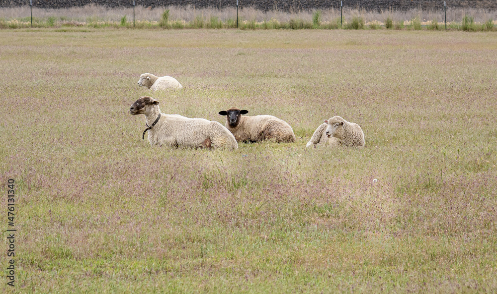 Group of sheep resting in a field