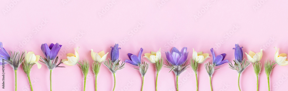 Festive spring flat composition of various spring flowers, snowdrop lumbago crocus. Pastel pink background copy space