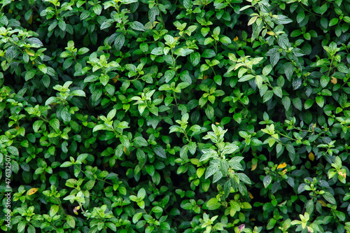 green leaves background