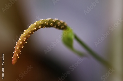 Close up of Anthurium Clarinervium flower on a blurry background