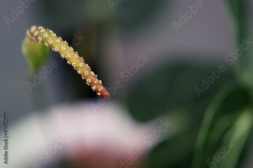 Close up of Anthurium Clarinervium flower on a blurry background
