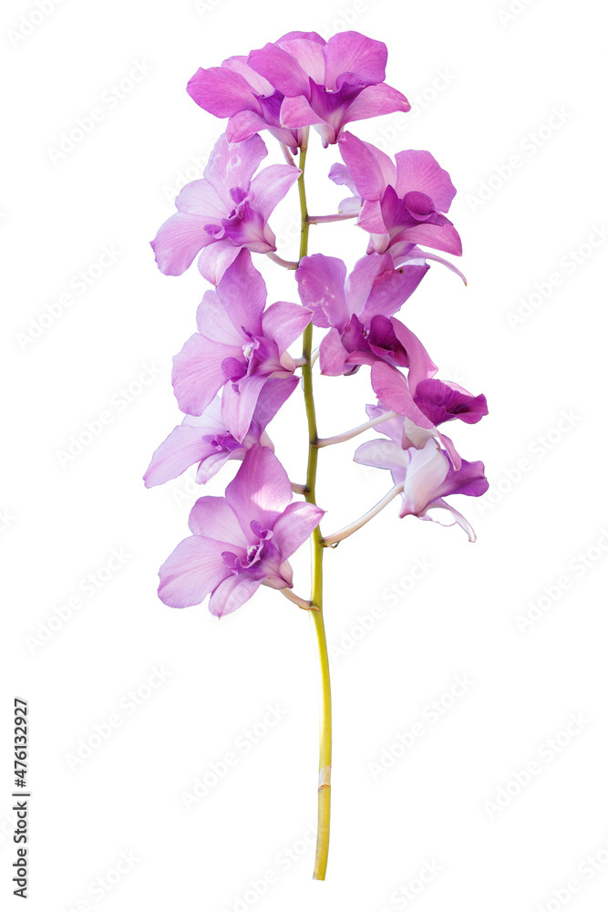 Pink orchid flower isolated on white background.