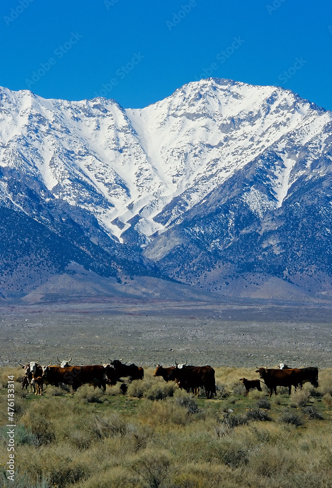 Free range cattle at base of Sierras Bishop CA USA. Free range cattle at base of Sierras Bishop CA USA.