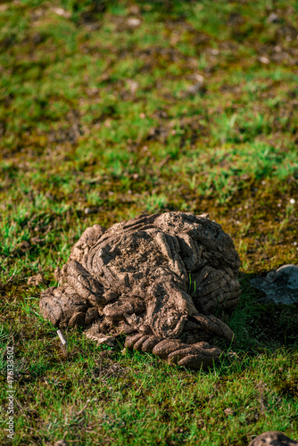 Closeup shot of a cow waste in a field photo