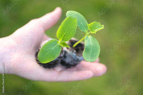Green seedlings in hand .Seedlings and planting. Spring work.Spring seedling cultivation.Growing organic vegetables in the garden.Farming concept. 