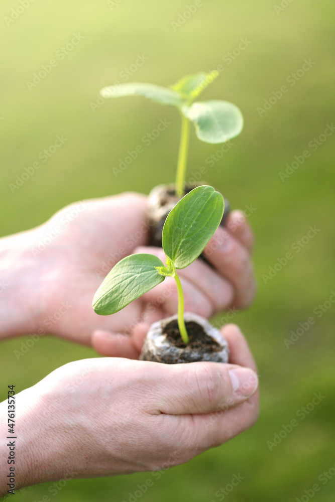Green seedlings in peat cups in hand in a spring garden.Seedlings and planting. Spring work in the garden.Spring seedling cultivation.Growing organic vegetables in the garden. Green seedlings in peat cups in hand in a spring garden.Seedlings and planting. Spring work in the garden.Spring seedling cultivation.Growing organic vegetables in the garden.