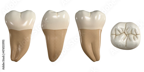 Permanent lower third molar tooth. 3D illustration of the anatomy of the mandibular third molar tooth in buccal, proximal, lingual and occlusal views. Dental anatomy through 3D illustration