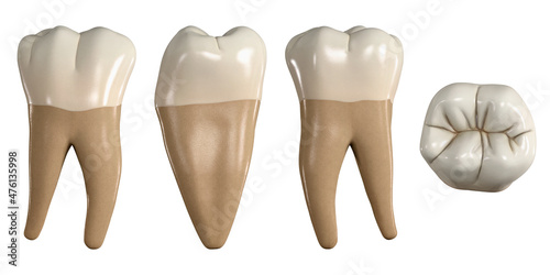 Permanent lower first molar tooth. 3D illustration of the anatomy of the mandibular first molar tooth in buccal, proximal, lingual and occlusal views. Dental anatomy through 3D illustration