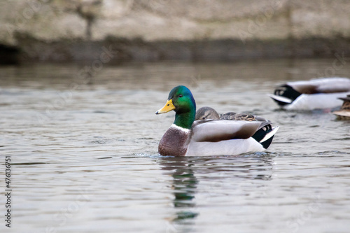 Drake greenhead duck with head held high. Mallard duck swimming  photo