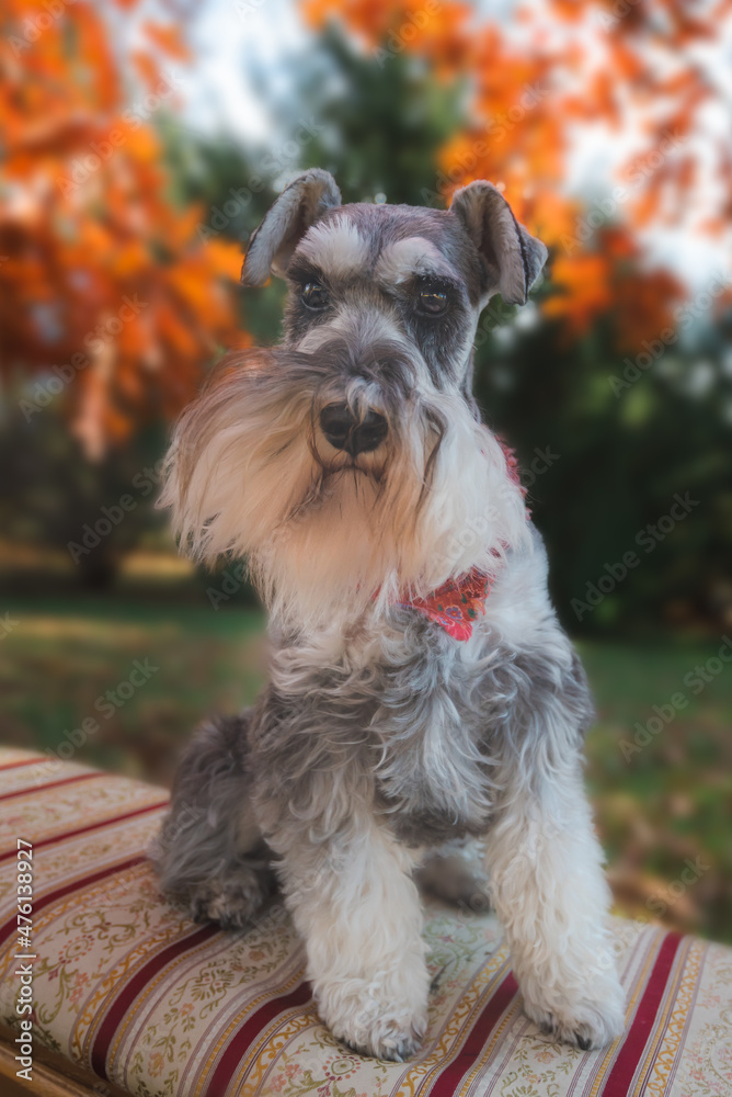 Portrait of a schnauzer sitting on bench outdoors with orange and green trees. The dog has a long beard and mustache, salt and pepper in color.