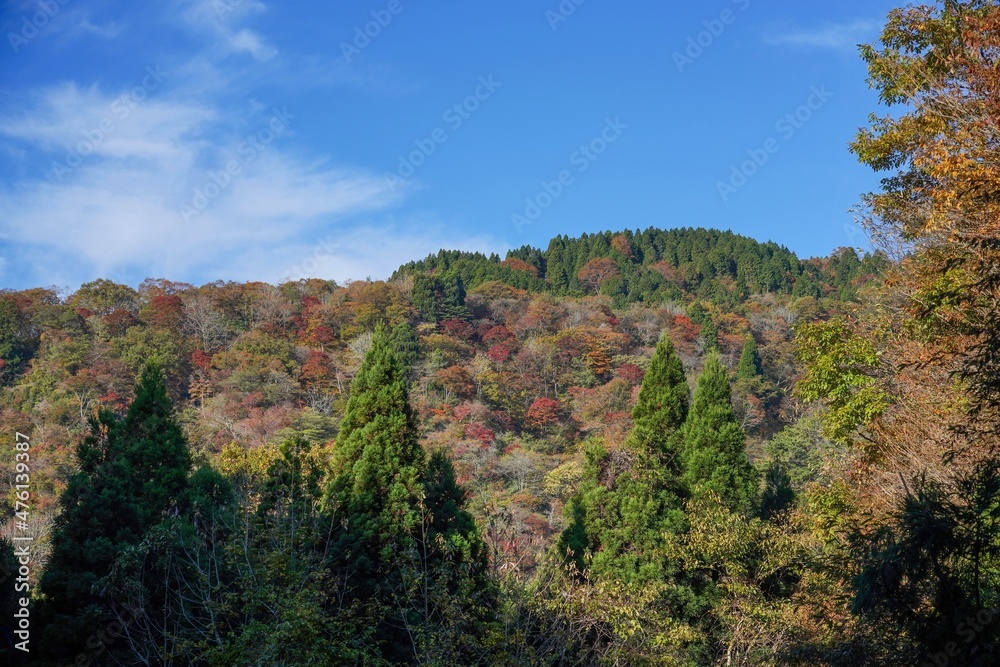 青空バックに見る秋の山のカラフル紅葉情景＠滋賀