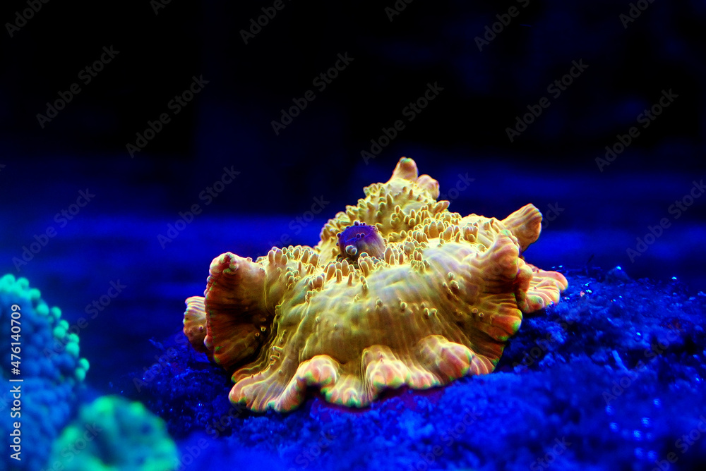 Gold Discosoma Mushroom coral/anemone - (Actinodiscus sp.) Gold Discosoma Mushroom coral/anemone - (Actinodiscus sp.)