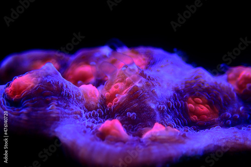 Colorful chalice coral in closeup photography scene photo