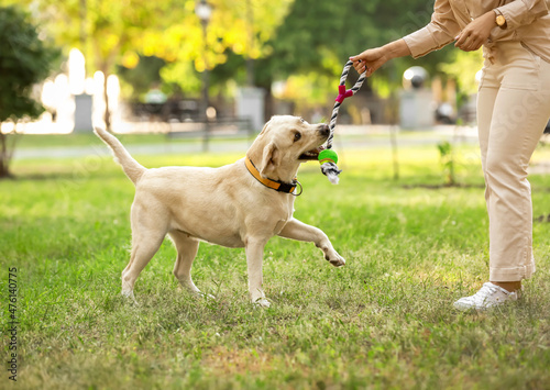 Fototapeta Naklejka Na Ścianę i Meble -  Woman playing with Labrador in park on summer day