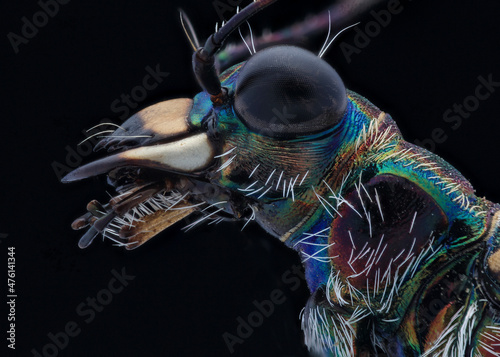 Tiger beetle face photo