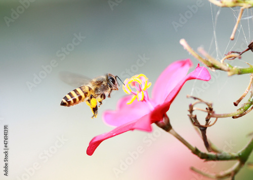Honey bee
