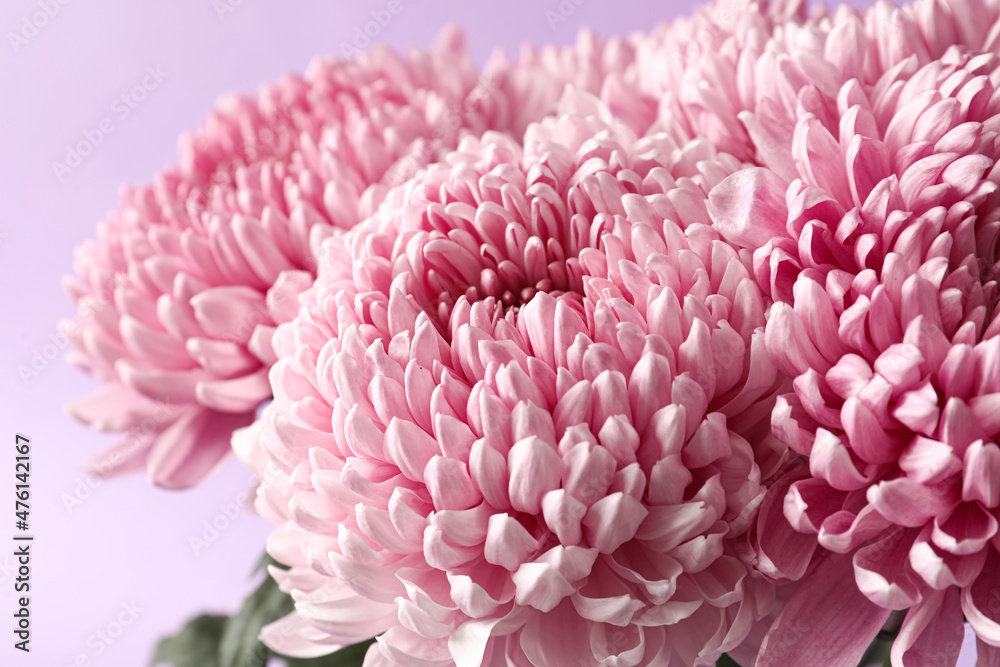 Beautiful chrysanthemum flowers on lilac background, closeup