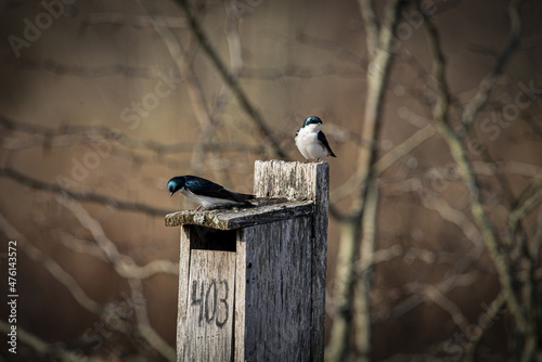 Fotografiet Closeup shot of two chickadee birds perched on a wooden birdhouse