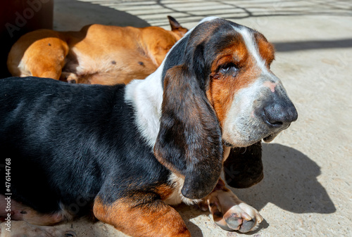 The Basset hound in domesticated pet is a hunting dog that originated in France. This is a scent hunting dog, specializing in sniffing prey to bark alarms © huythoai