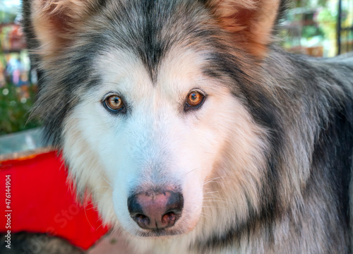 Alaska Malamute dog portrait in domesticated pet. They are very friendly and good excessively should choose as pets in your home to close to children