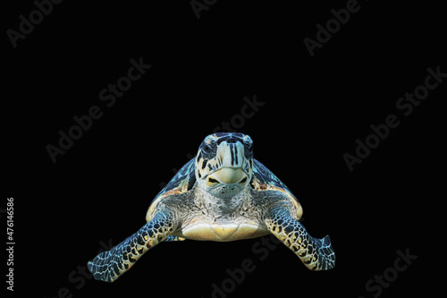 A shot of a hawksbill turtle cropped out of its original scene and given a solid black background  