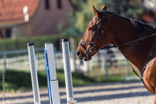 Canvas Print Closeup shot of a brown horse with bridle at sport training