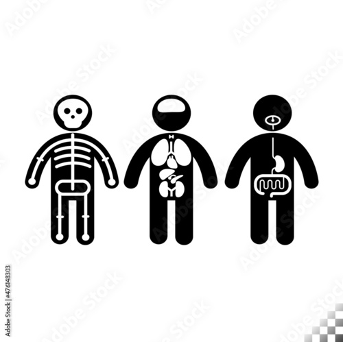 solid human stick figures low height with the skeletal, digestive system, and major human organs; lungs, liver, brain, pancreas, thyroid
