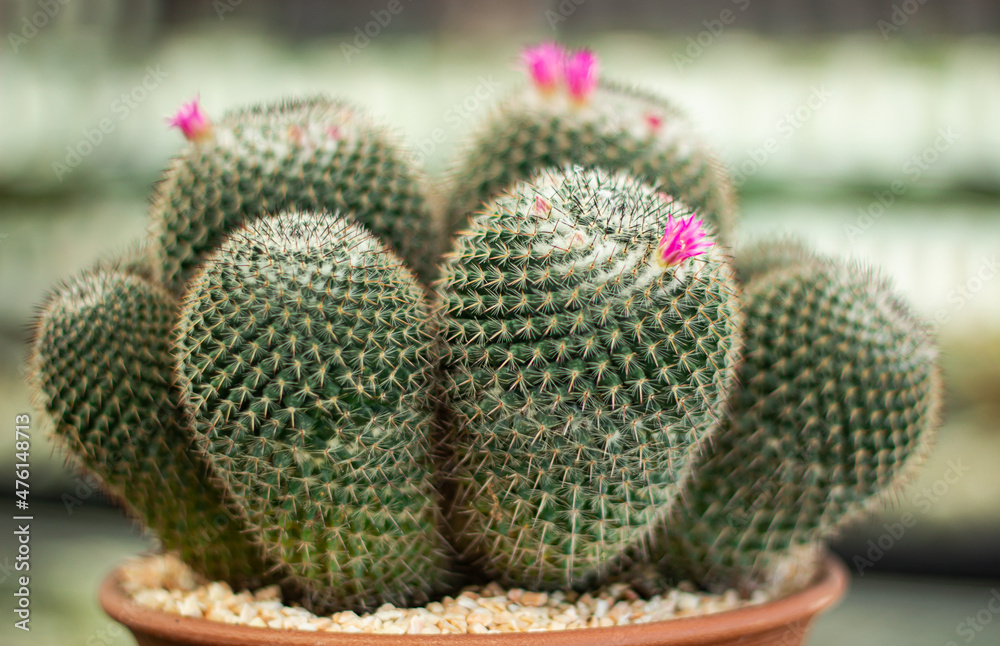 thorny cactus in garden thorny cactus in garden