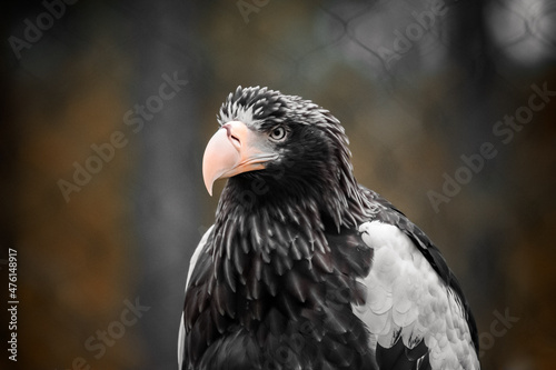 Haliaeetus pelagicus, stellers sea eagle