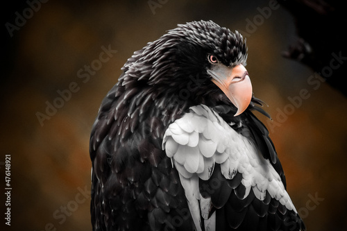 Haliaeetus pelagicus, stellers sea eagle