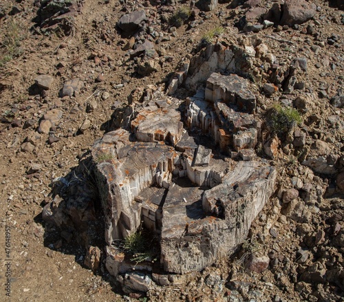Petrified stump in Yellowstone National Park, Wyoming