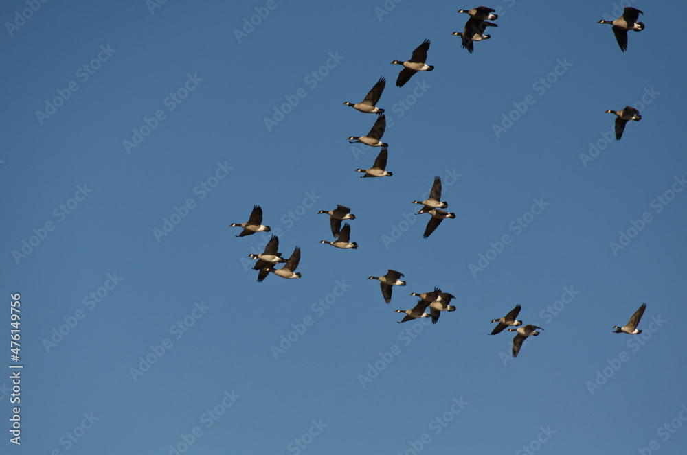 A Flock of Cackling Geese in the Sky