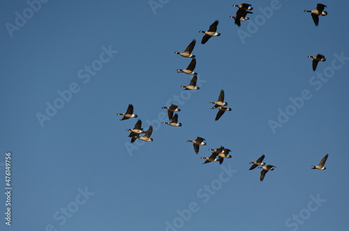A Flock of Cackling Geese in the Sky